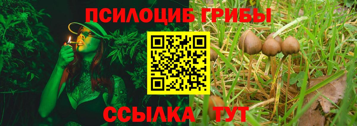 Ижевск  Псилоцибиновые грибы Psilocybe  Вход с VPN 
